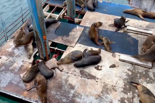 Colônia de leões-marinhos se envolve em uma aparente competição de arrotos em uma barcaça sequestrada