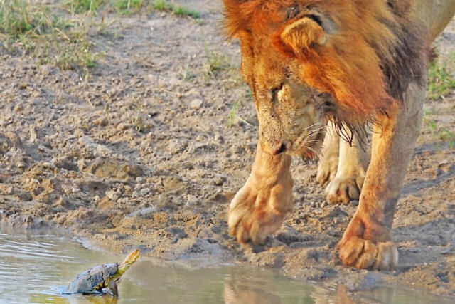 Tartaruga sem noção expulsa leões da sua poça d'água