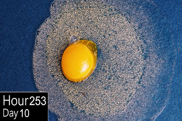 Fascinante time-lapse mostra ovo cru cristalizando em um notável padrão ao longo de dez dias