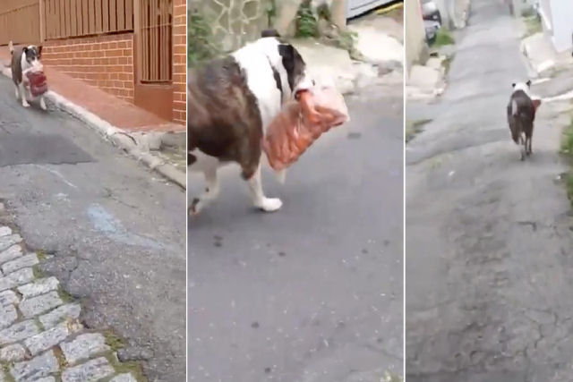 Cão rouba grande pacote de linguiça e vira lenda no bairro
