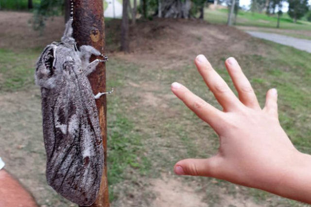 Acham na Austrália uma mariposa gigante, das mais pesadas do mundo e muito difícil de ver