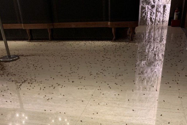 Taiwanês jogou mais de 1.000 baratas dentro de um restaurante por vingança