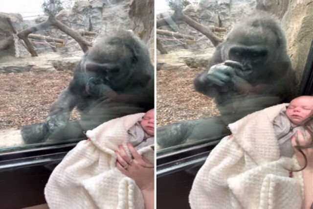 Mamãe gorila admira bebê humano através do vidro do zoo