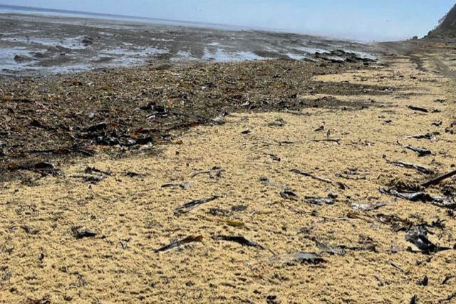 Toneladas de caviar cobrem as praias de Sacalina e os russos recolhem com pás