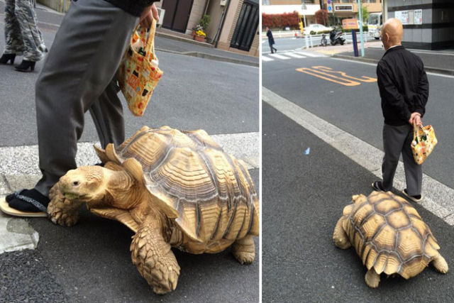 Senhorzinho japonês continua levando sua tartaruga para passear todos os dias