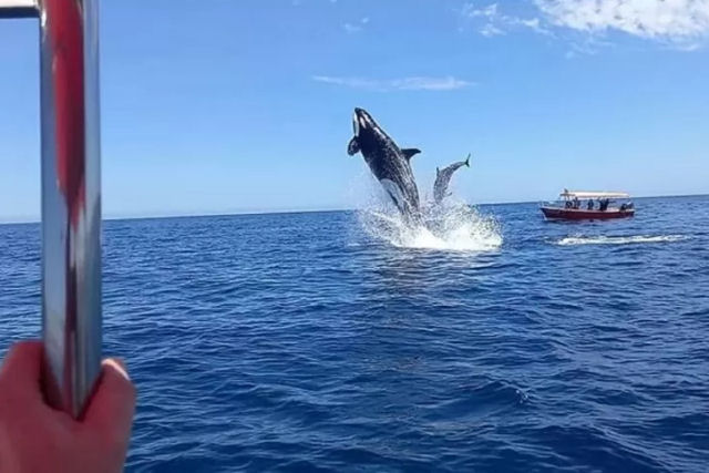 Orca atinge golfinho no ar enquanto salta quase 5 metros acima da água