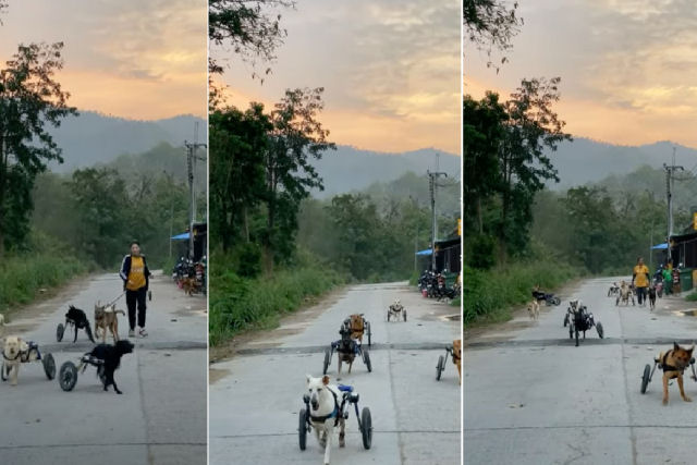 A cadeirinha de rodas não impede que estes cães se divirtam em seu rolê matinal