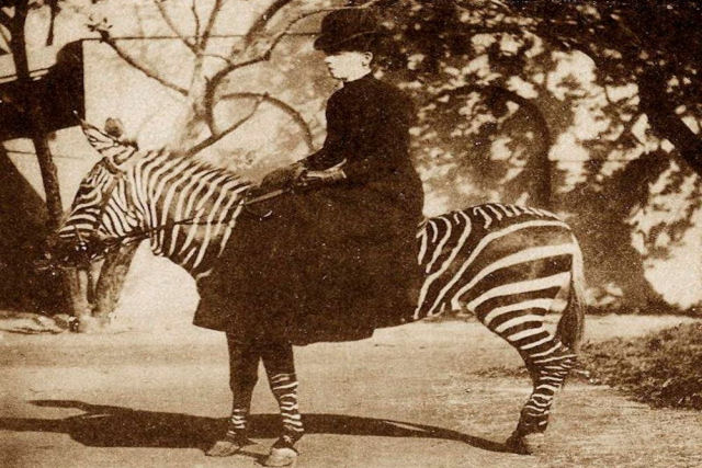 No começo do Século XX as pessoas tentaram domesticar as zebras