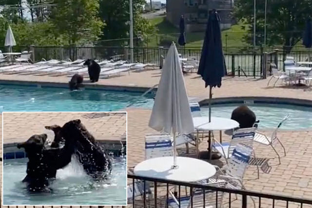 Família de ursos invade um complexo turístico com piscina e desfruta ao máximo
