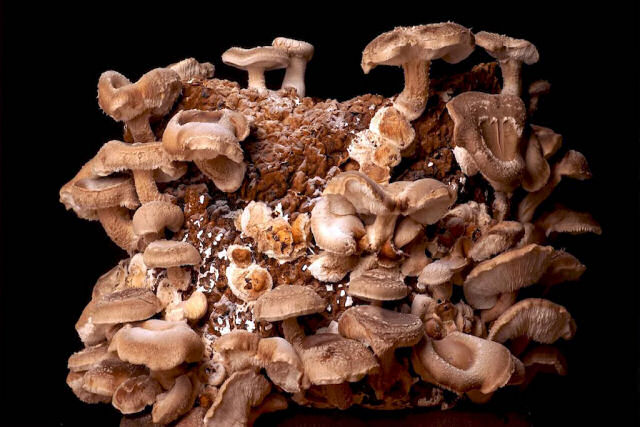 Time-lapse mostra 10 dias de cultivo de cogumelos shiitake