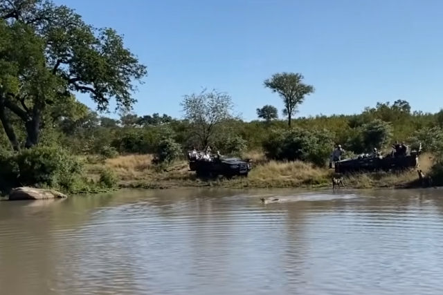 Antílope trepa em um hipopótamo no meio de um lago na vã tentativa de escapar de mabecos