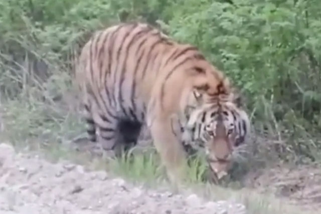 Russos encontram um tigre, mas em vez de fugir alimentam-no com uma salchicha