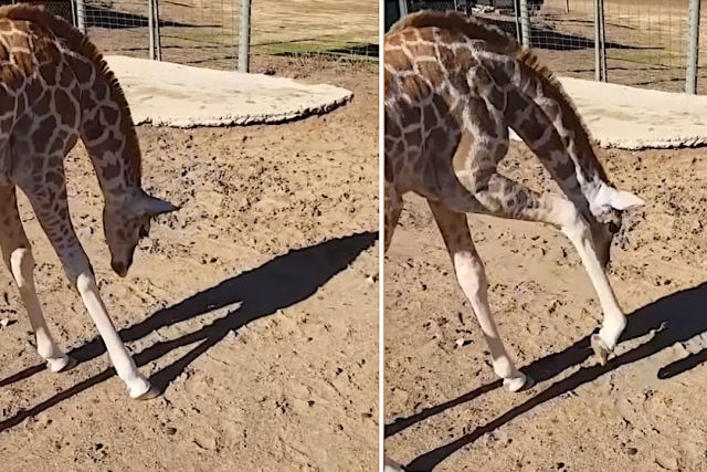 Bebê girafa ressabiada descobre sua sombra