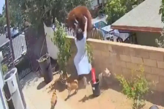 Garota faz o impossível para salvar seus cães de uma ursa