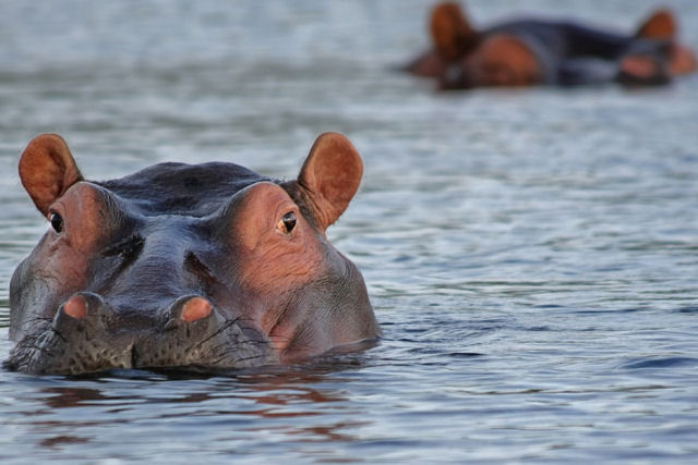 Hipopótamo furioso persegue uma lancha com turistas no Quênia