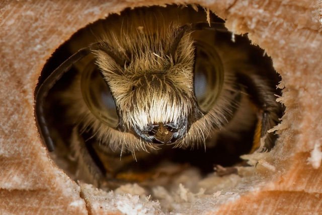 Retratos em close-up evidenciam os traços especialmente diversos das abelhas
