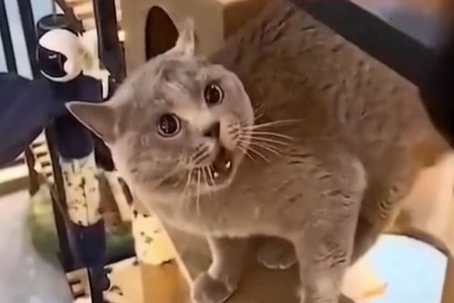 Youtuber remixou um 'viral de gato' e várias pessoas aderiram