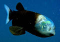 O mistério do peixe de cabeça transparente