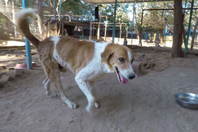 Cãozinho paralisado e assustado é encontrado no lixo com as patas amarradas