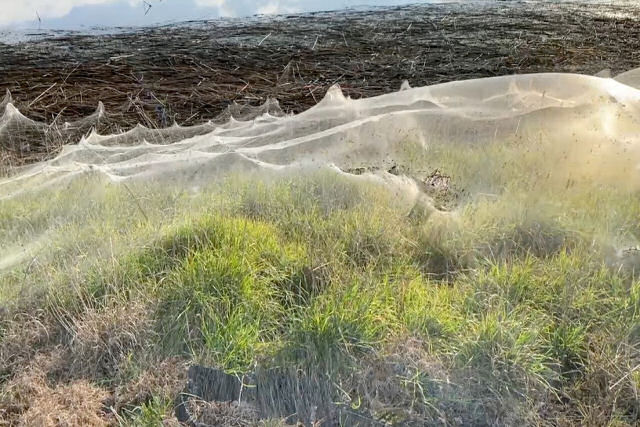 Por que várias regiões da Austrália amanheceram cobertas de teias de aranha?