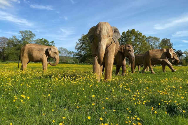 Manadas de elefantes do tamanho real perambulam por Londres em um projeto de conservação global
