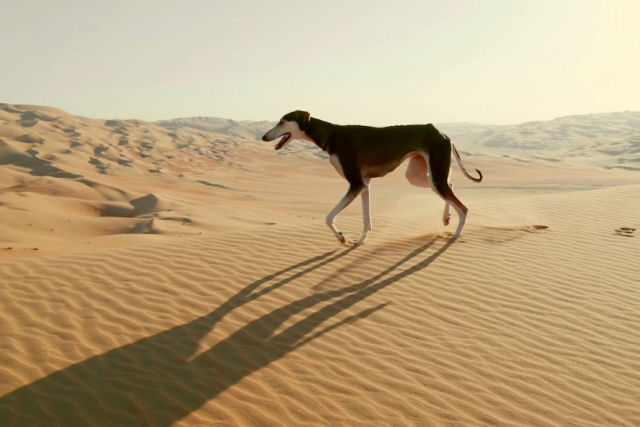 Saluki, um cão rápido o suficiente para pegar uma gazela ou um veículo a 60 km/h