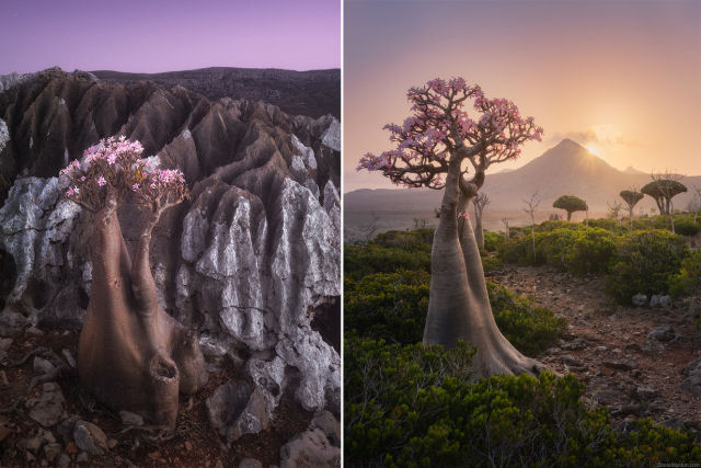 Fotosérie incrível registra os ramos retorcidos dos dragoeiros de Socotra