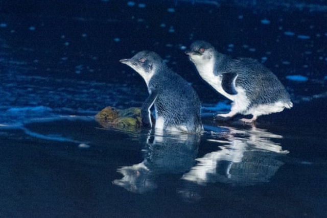 Introduzem diabos-da-Tasmânia  em uma ilha australiana e erradicam uma população de 6.000 pinguins