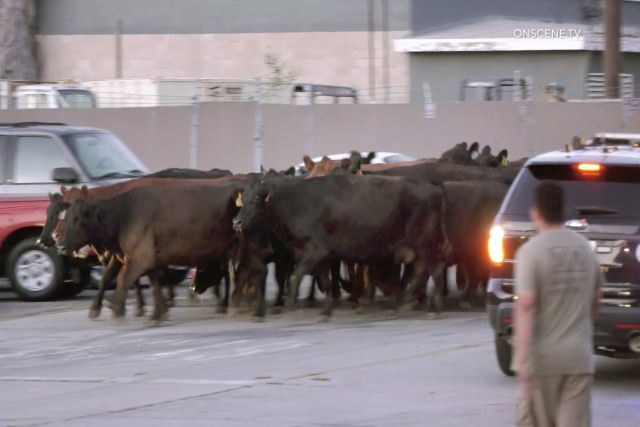 Rebelião em Los Angeles: vacas empreendem fuga em massa do matadouro