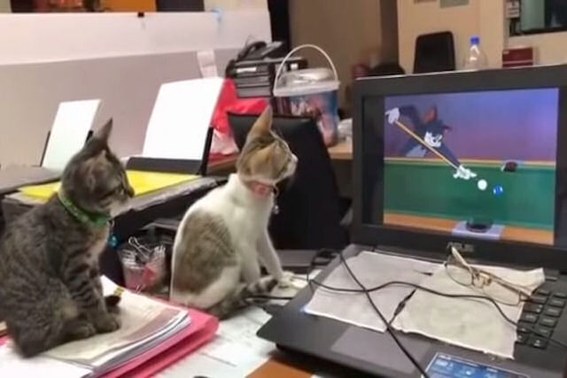 Um par de adoráveis gatinhos assiste intensamente um episódio de 'Tom e Jerry' no computador de seu humano