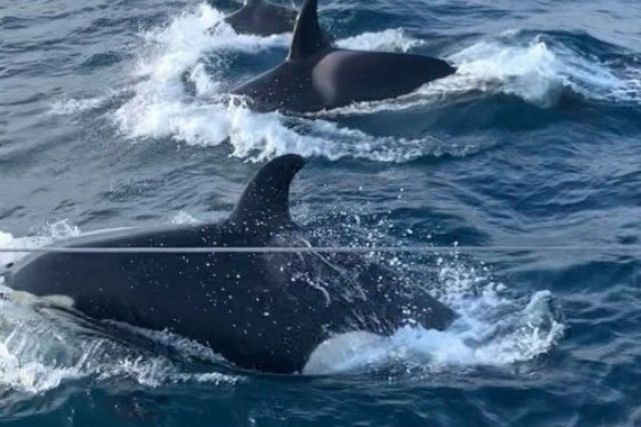 Orcas atacam um velero durante duas horas perto da costa de Gibraltar