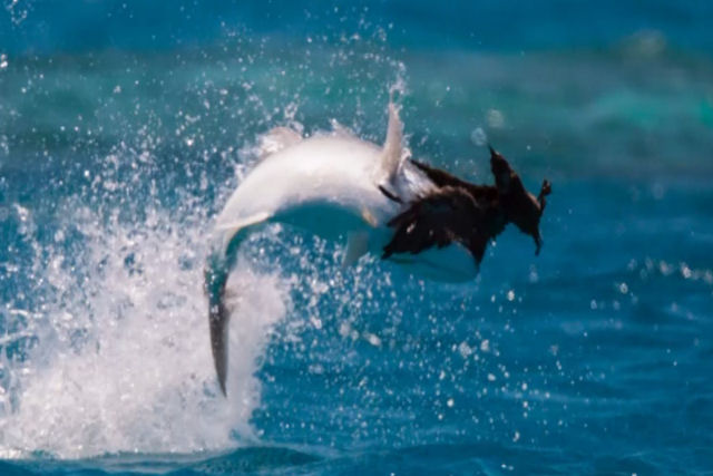 Peixe glutão toca o terror em atol onde andorinhas nidificam