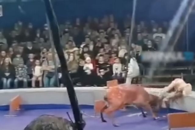 O ataque de um cervo a uma domadora reaviva a política com respeito ao uso de animais nos circos russos