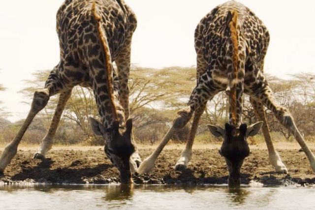Relaxante vídeo mostra a vida selvagem de uma reserva africana se reunindo ao redor de um poço