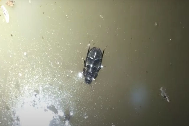 Pesquisadores gravam pela primeira vez um besouro caminhando de bruços pela superfície da água