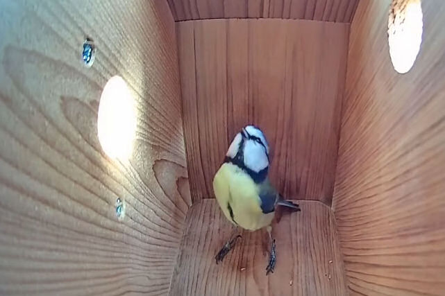 Chapim-azul aperfeiçoa seu ninho e coloca seu primeiro ovo em um time-lapse de 46 dias