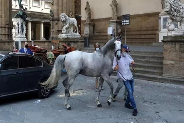 Cavalo se cansa de puxar carruagem com turistas e desembesta em praça de Florença