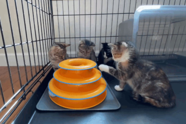 Como socializar uma ninhada de gatinhos assilvestrados
