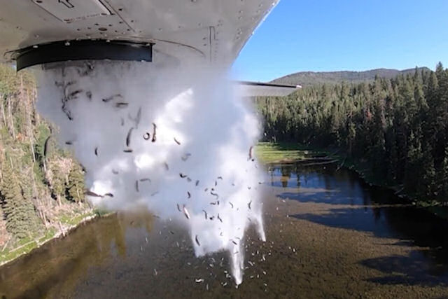 Autoridades dos EUA 'bombardeiam' lagos com milhares de peixes para repovoá-los