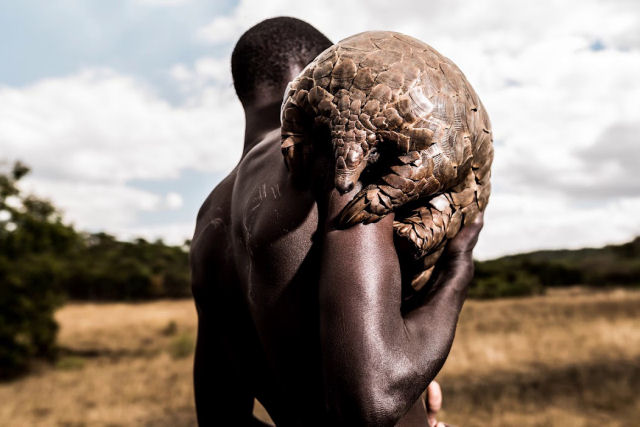 Os 'homens-pangolim' cuidam do mamífero mais traficado do mundo