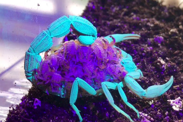 Mãe escorpião com bebês nas costas, brilham em tons de azul e roxo sob luz ultravioleta
