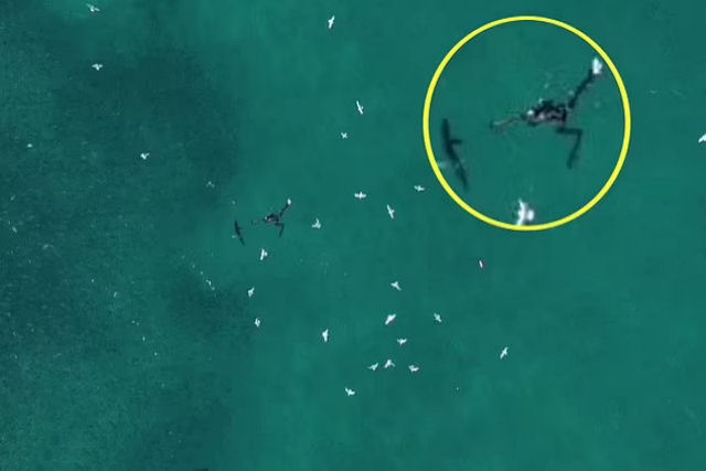 Piloto de drones encontra e salva um homem que estava sendo atacado por um tubarão