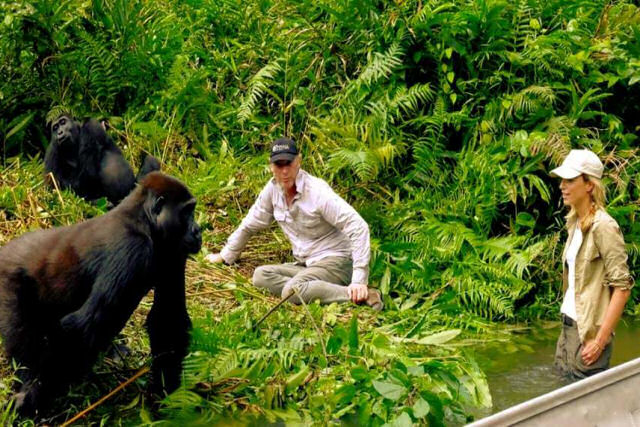 O momento comovente que a esposa de Damian Aspinall é aceita por gorilas selvagens