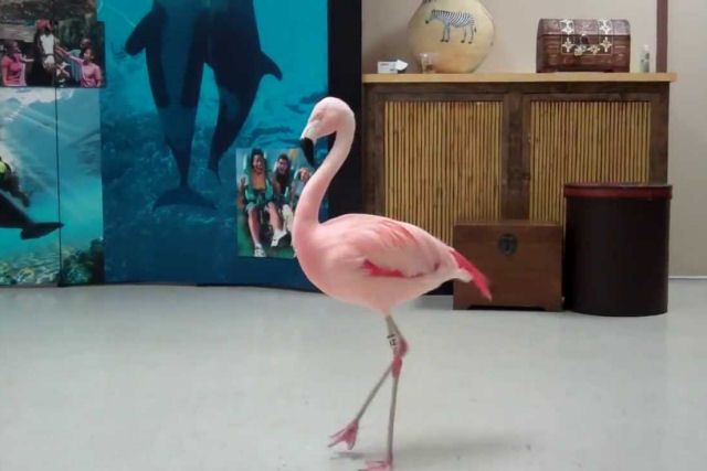 O flamingo que dança elegantemente flamenco