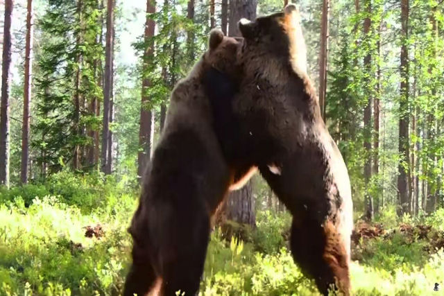 A brutal batalha entre dois ursos lutando por território