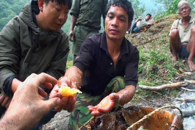 A coleta do mel alucinógeno no Nepal com a tribo Gurung