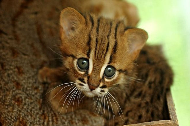 O menor gato do mundo também é a coisa mais fofa