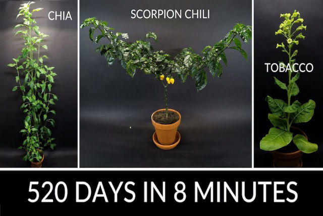 Uma compilação em time-lapse de plantas crescendo 'ouvindo' jazz