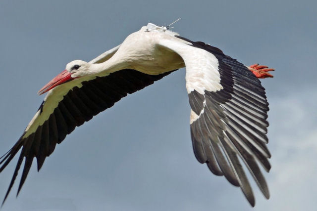 'Cegonhas-flecha', as aves que retornam da migração com flechadas africanas