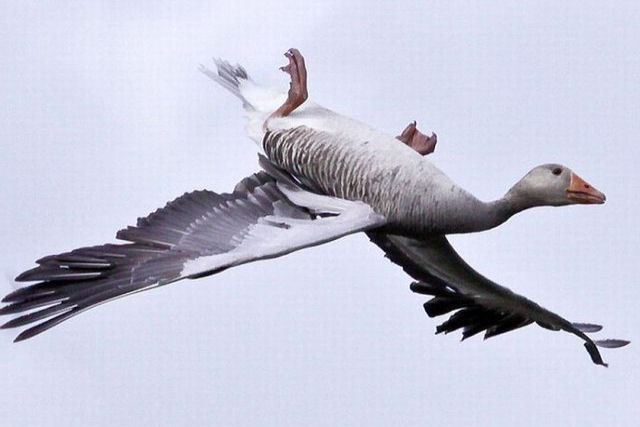 A foto fortuita de um ganso contorcendo o corpo para voar de cabeça para baixo